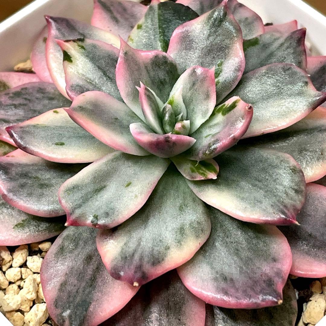 インドネシアから直輸入！　高中品種！　超美苗　ブラックピンクプリンス錦　速達付