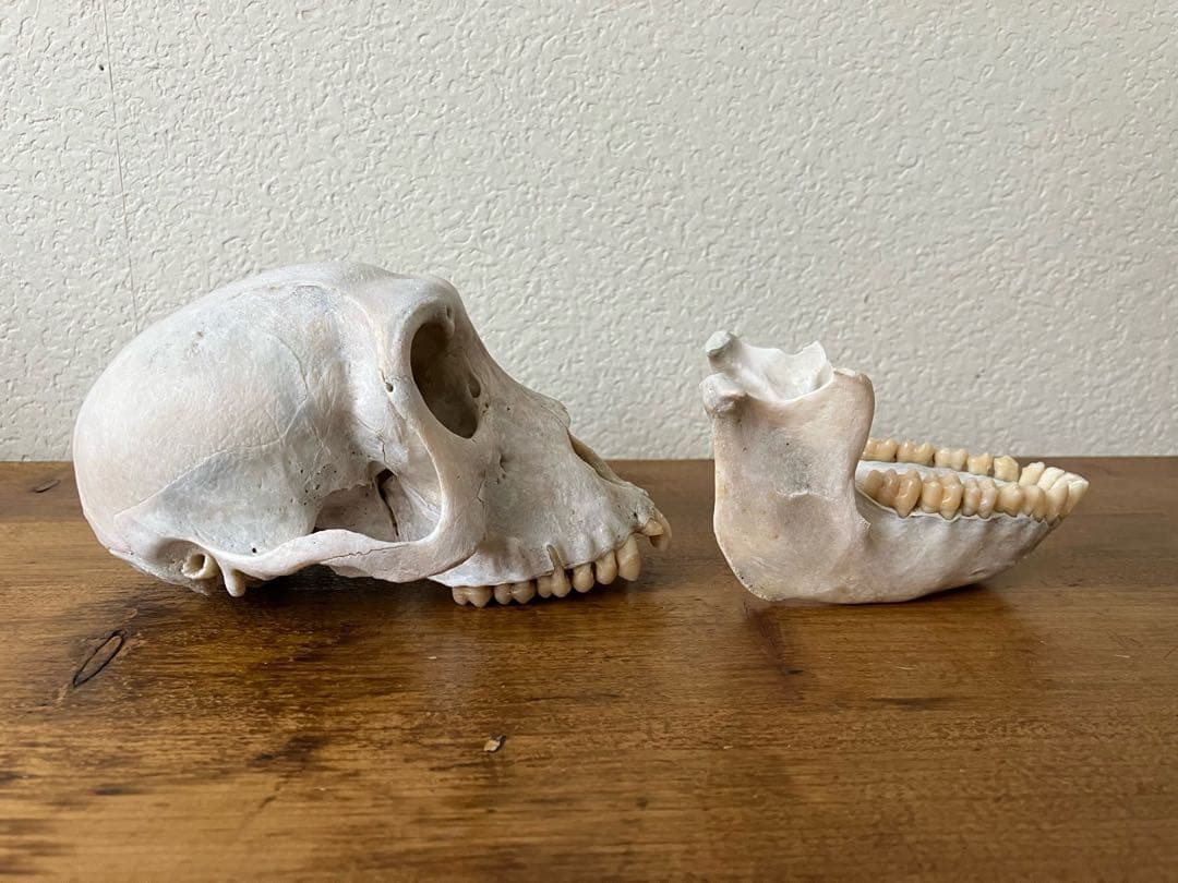 【希少 】ニホンザルの頭骨（スカル）