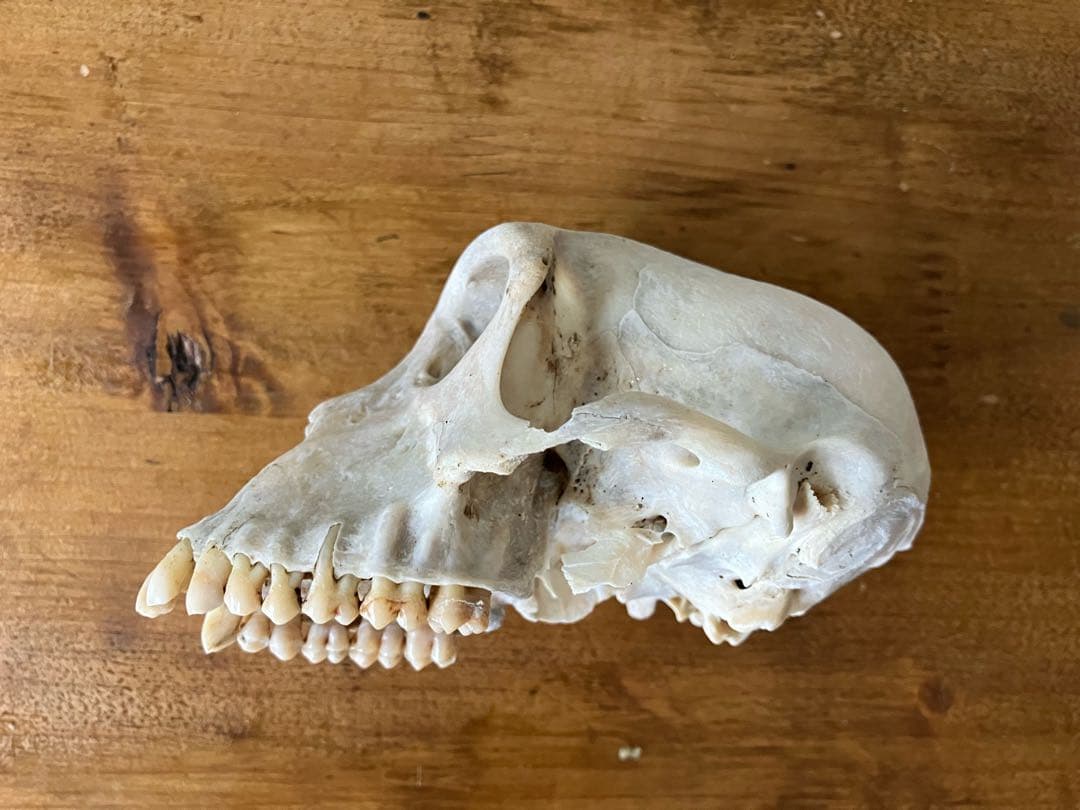 【希少 】ニホンザルの頭骨（スカル）