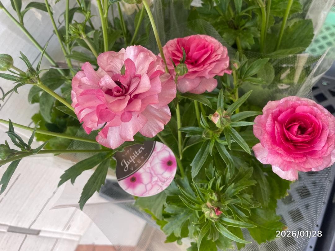 早い者勝ち　ラナンキュラス　ラックス　全6種類　　5号　　大苗