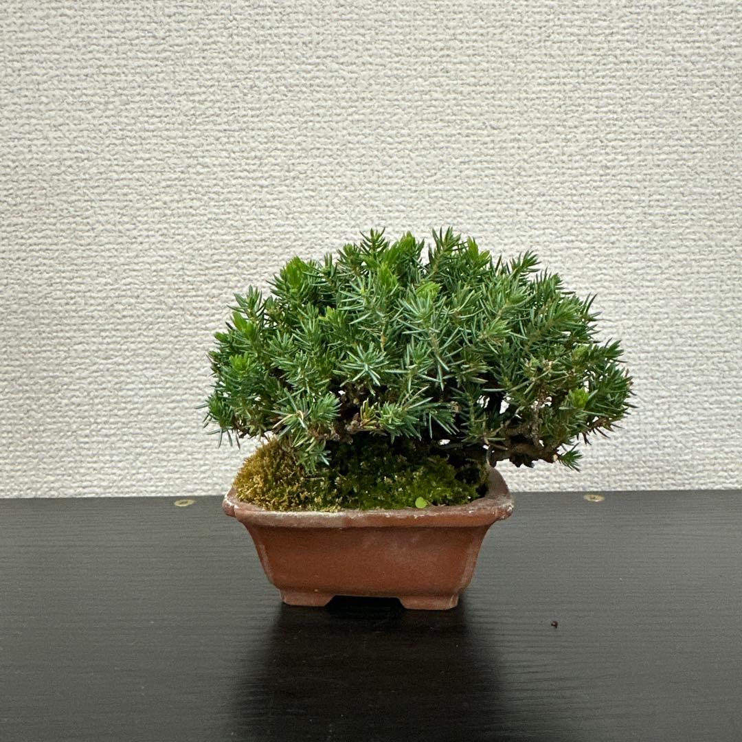 八房杜松　ミニ盆栽