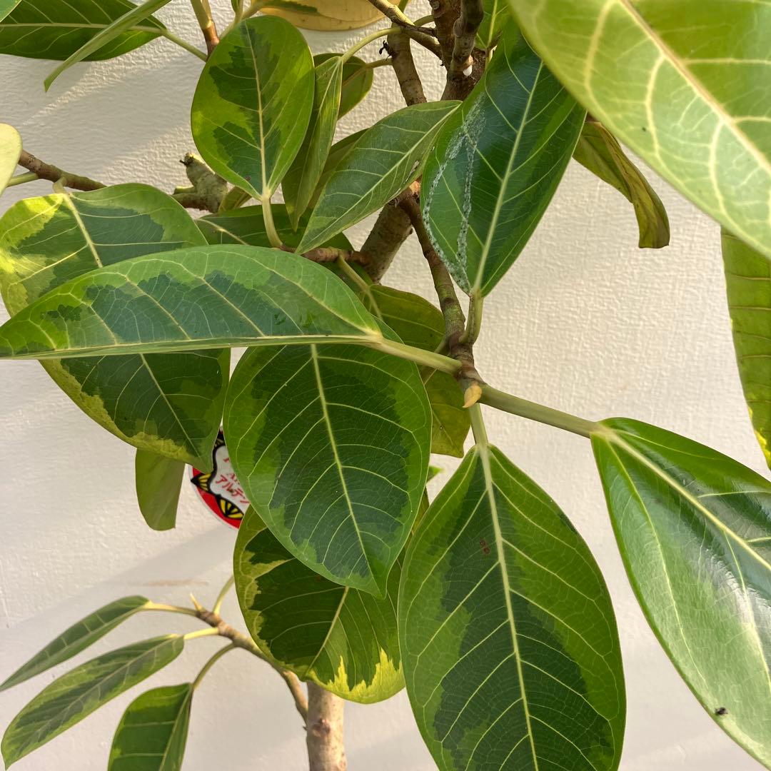 フィカス　アルテシーマ　曲がり　鉢皿付き