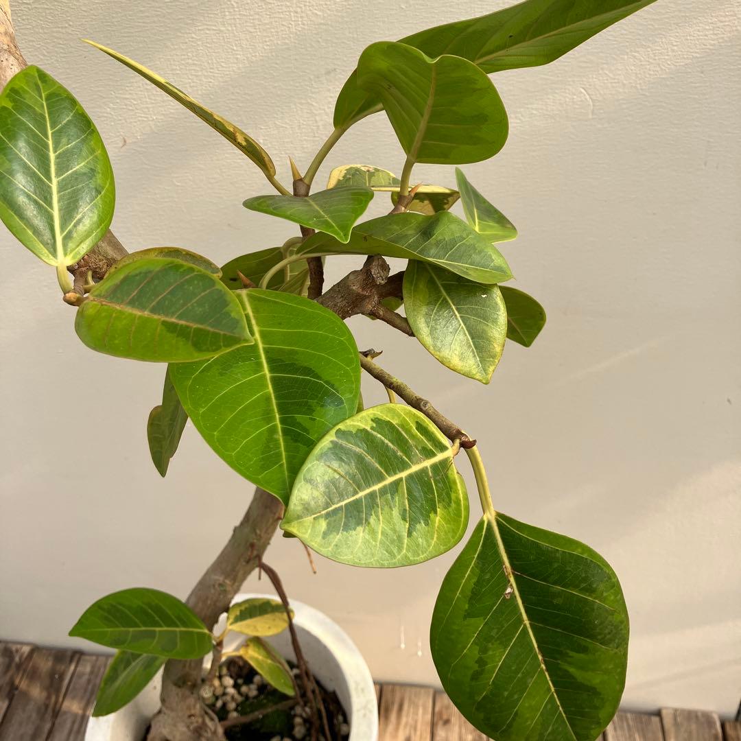 フィカス　アルテシーマ　曲がり　鉢皿付き