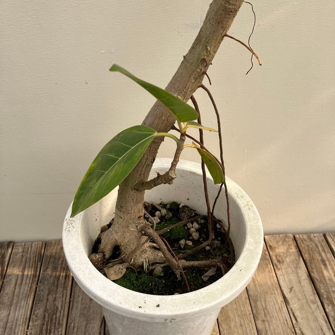 フィカス　アルテシーマ　曲がり　鉢皿付き