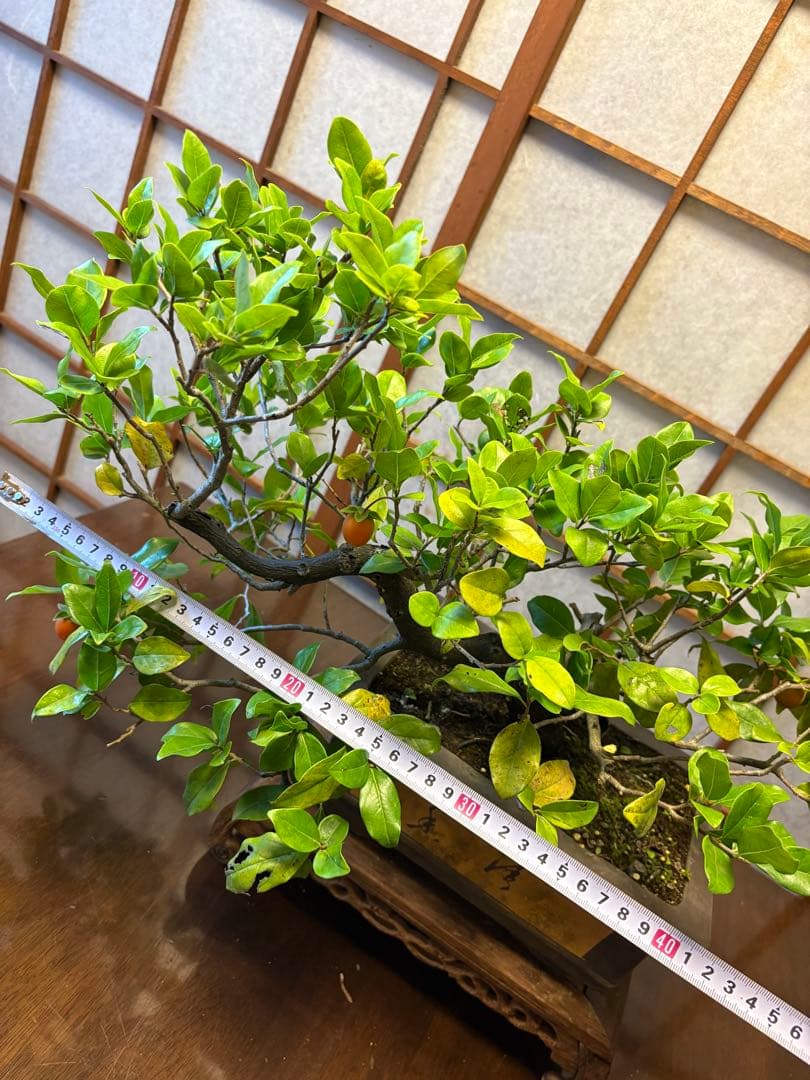 フォロワー様110人記念値下げ❗️老爺柿盆栽　激値下げ！トキワ柿