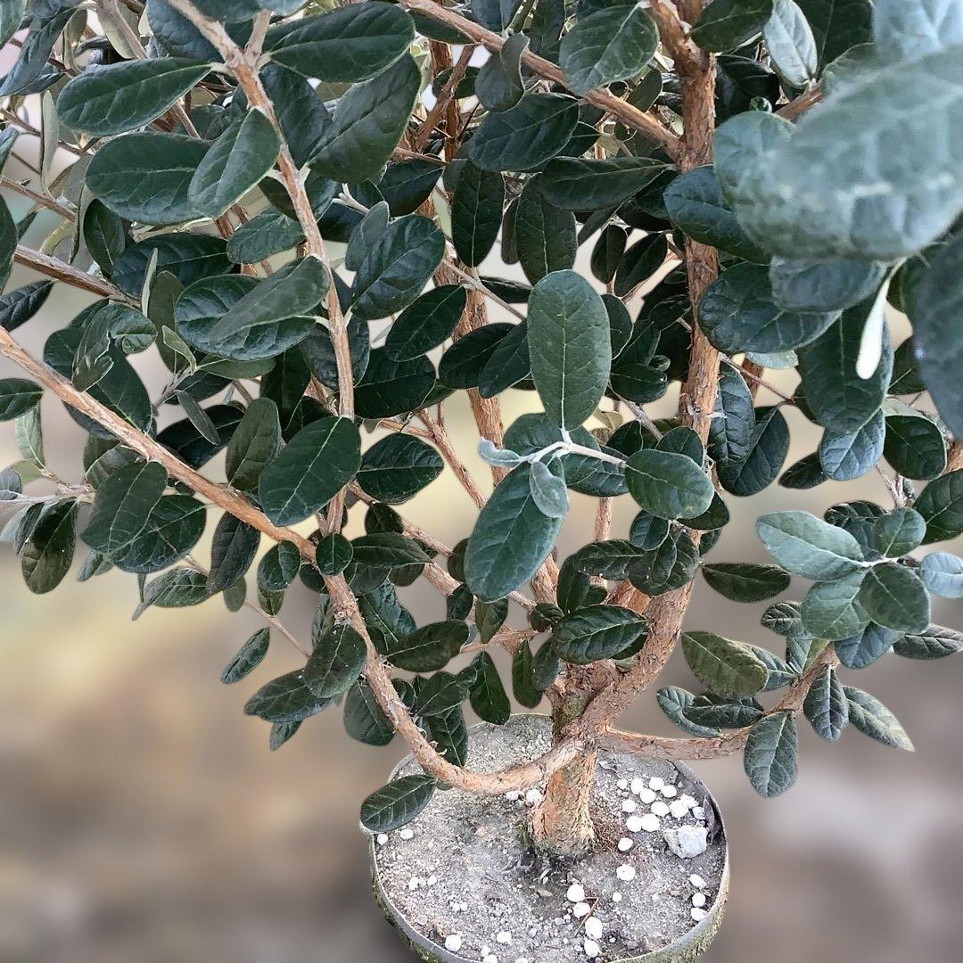 8-1果樹【フェイジョア】樹高約101cm【送料込み】