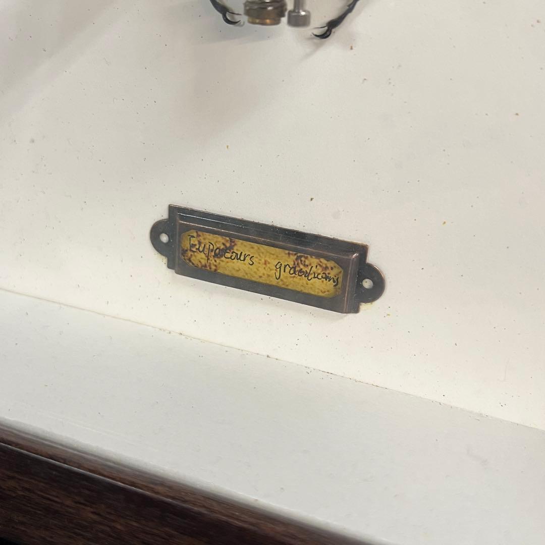 【美品】昆虫標本 甲虫 オブジェ 標本フレーム 木製 インテリア　カブトムシ