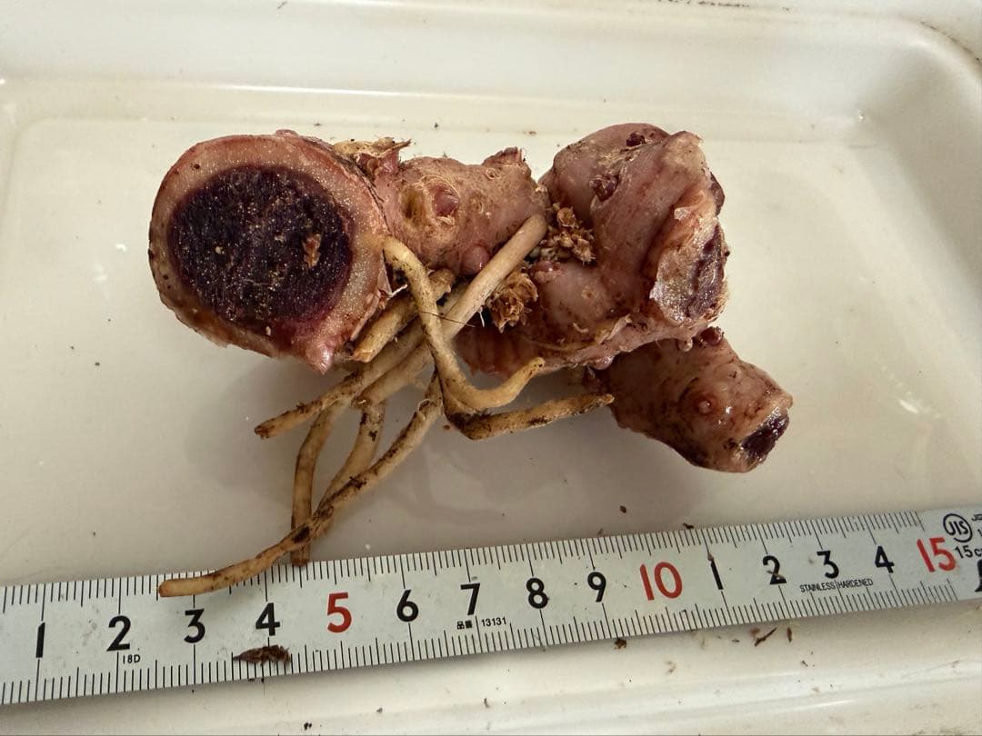 [B品] ② Arisaema lihengianum Baise