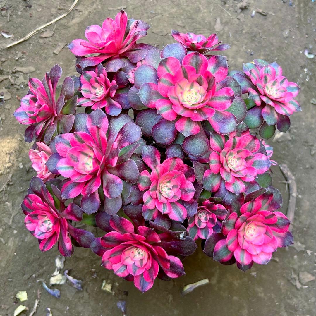 アエオニウム　希少錦苗‼️超美人苗　糖心ライチ 抜き苗　大群生株　コレクション商品