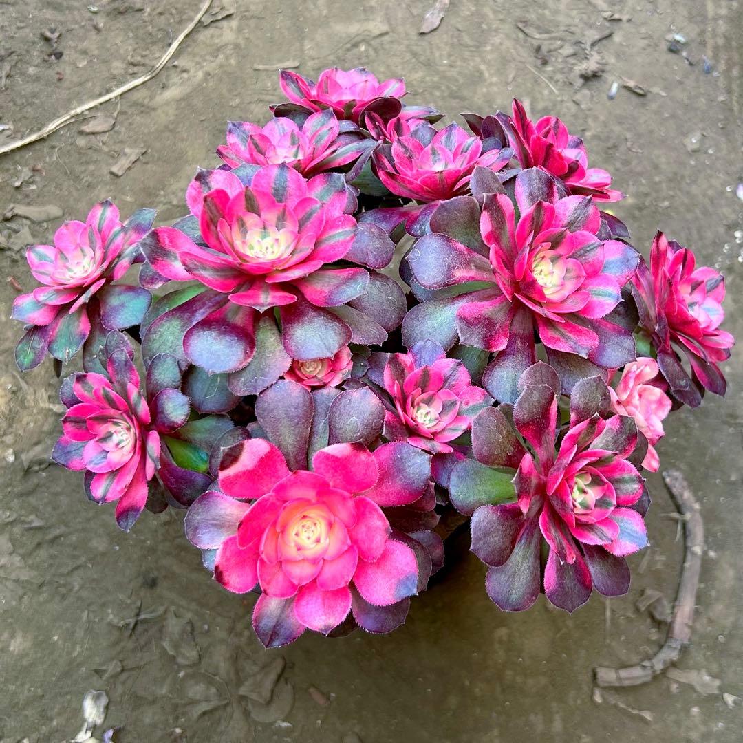 アエオニウム　希少錦苗‼️超美人苗　糖心ライチ 抜き苗　大群生株　コレクション商品