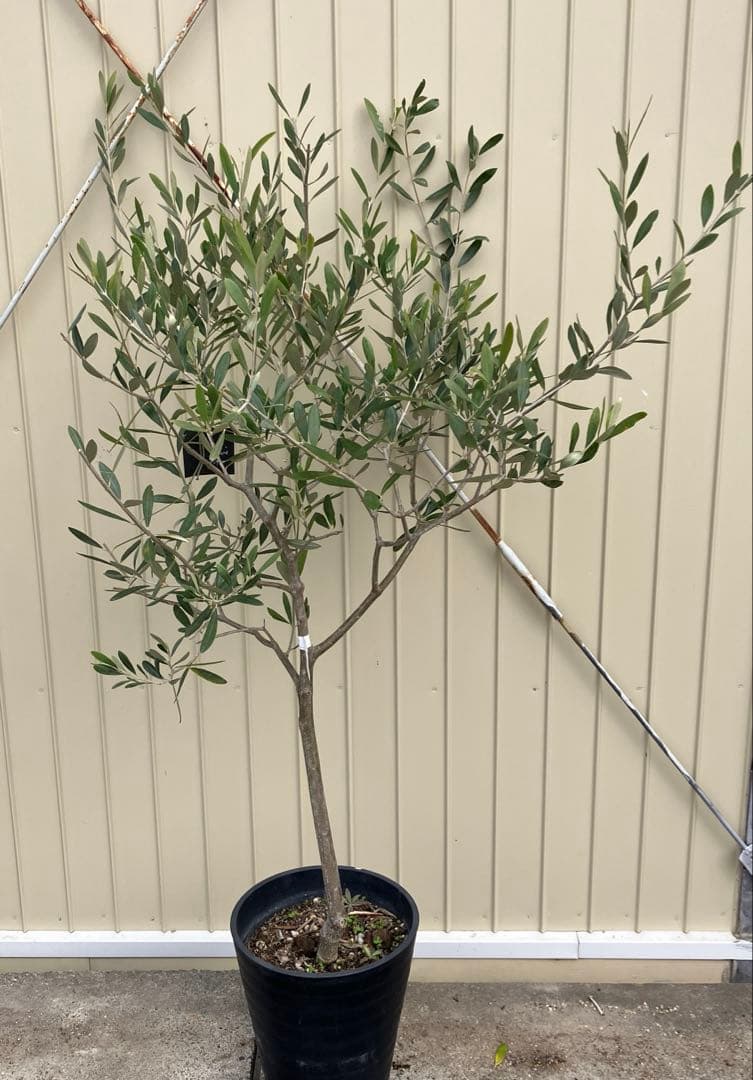 常緑樹　オリーブ　マンザニロ