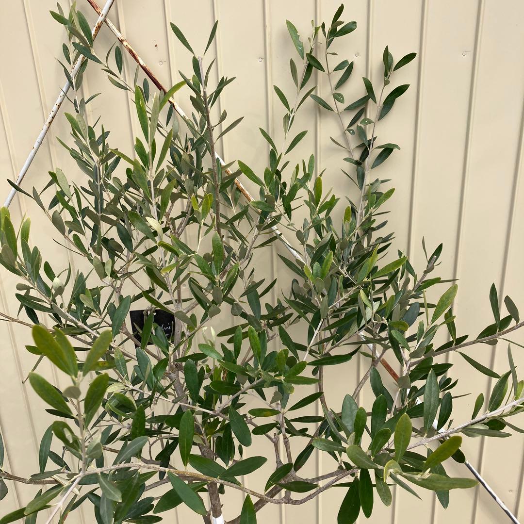 常緑樹　オリーブ　マンザニロ