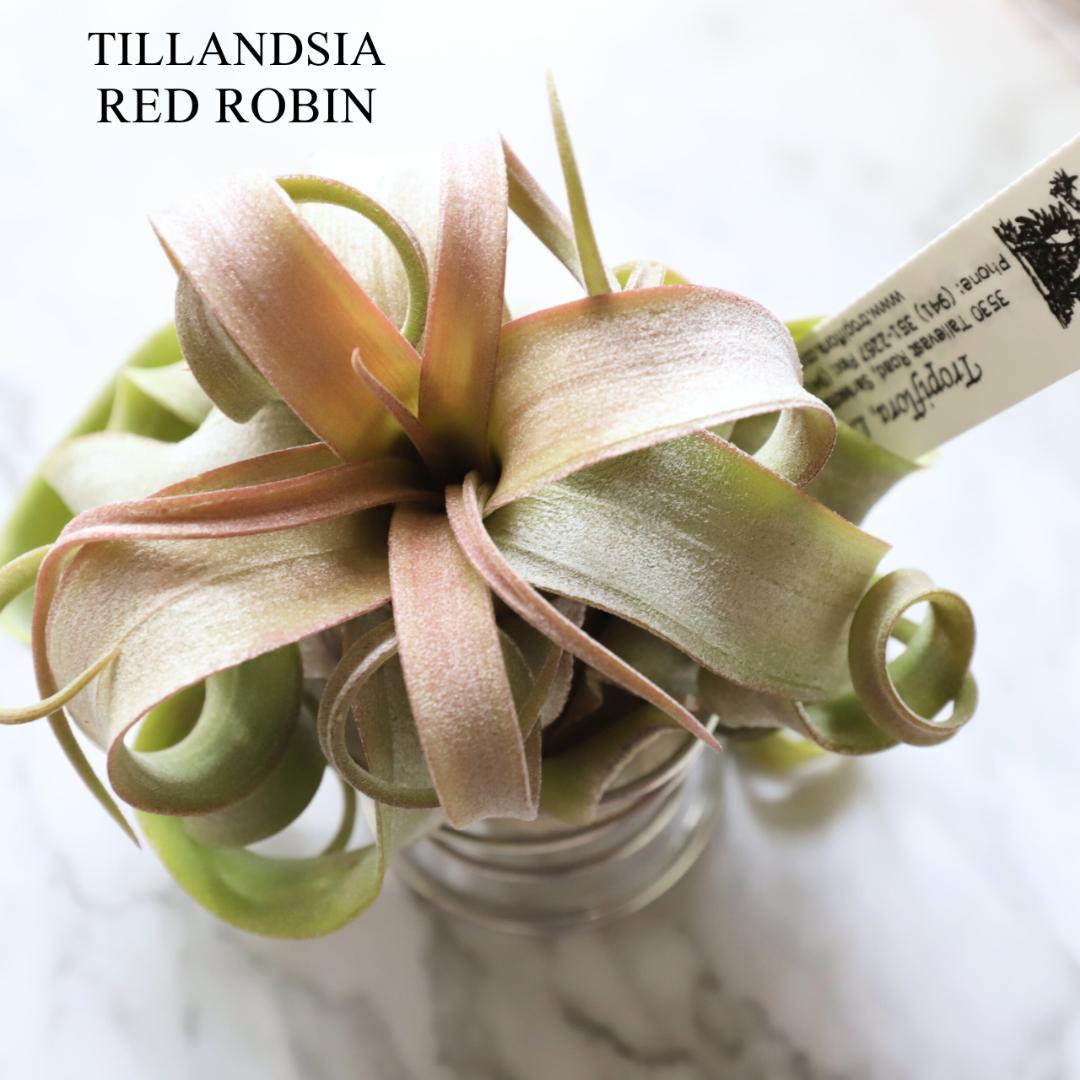 【トロピフローラ株】Tillandsia 'Red Robin' レッドロビン