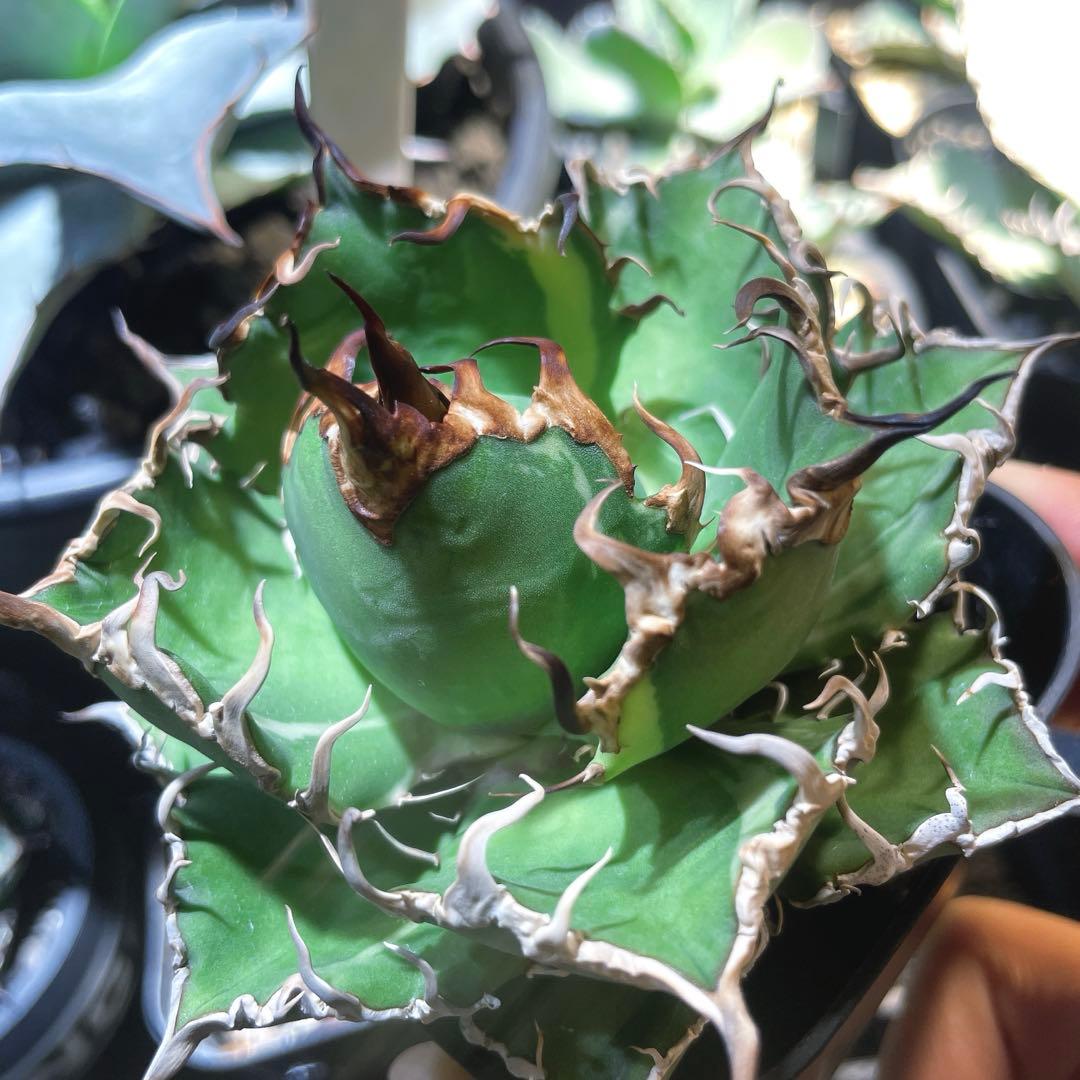 選抜株　特選　アガベ チタノタ \