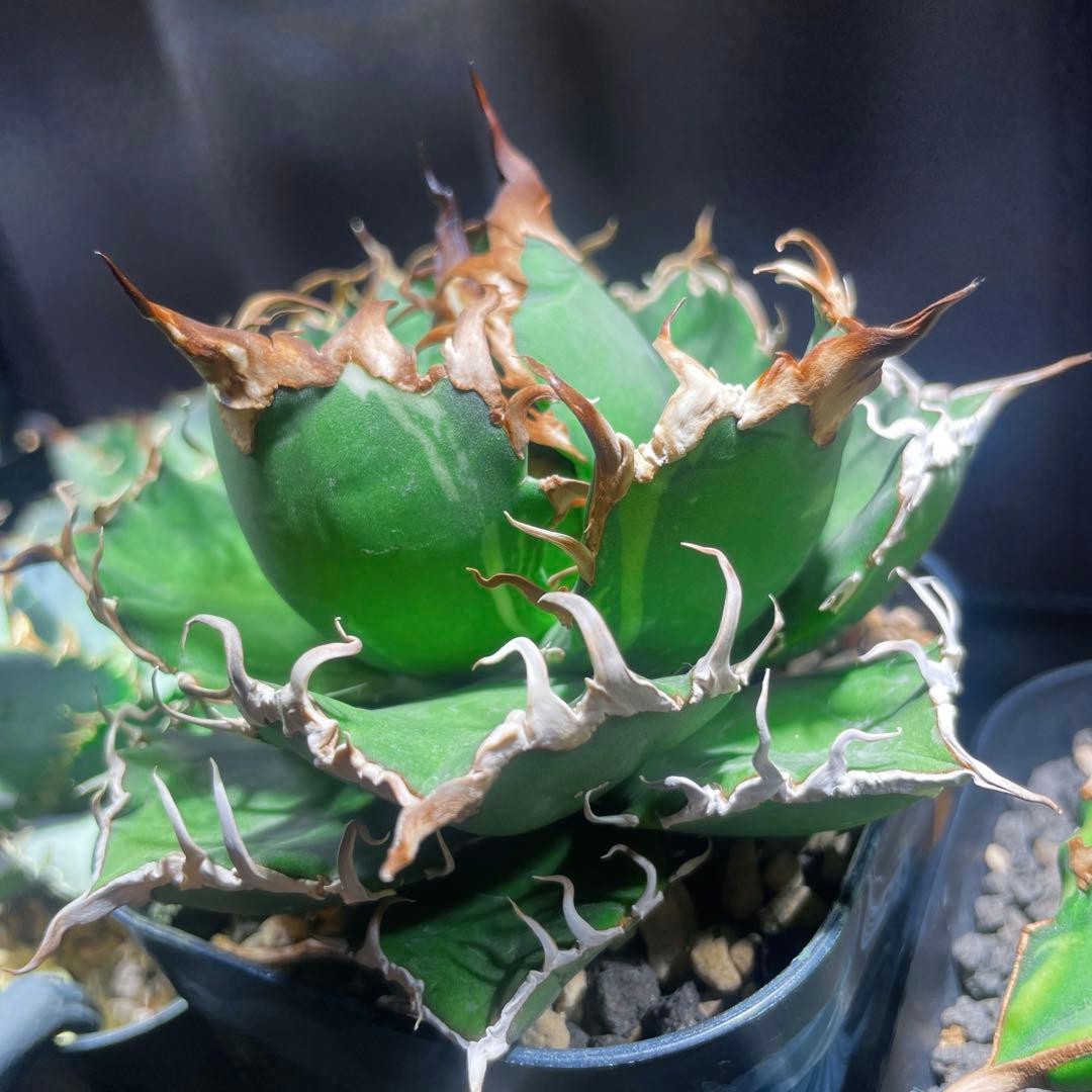 選抜株　特選　アガベ チタノタ \"凱撒錦\" シーザー錦 \"異斑\" 極上美株　親株