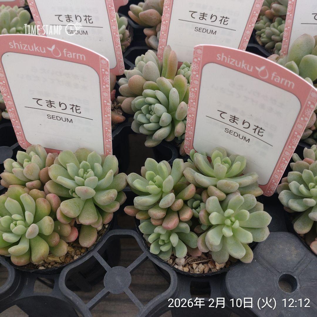 1ポット985円　セダム　てまり花　6cmポット