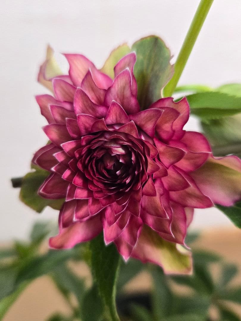 ☆クリスマスローズ☆超多弁　変わり咲き☆4.5号ポット☆希少☆