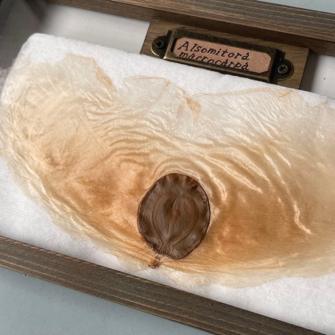 アルソトミラの標本箱