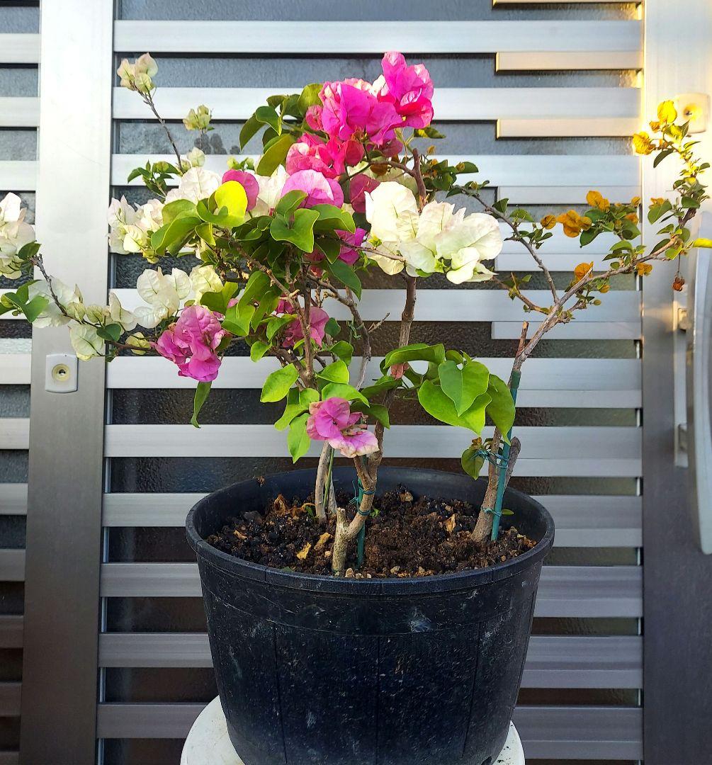 ブーゲンビリア3色植え