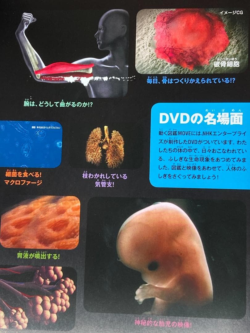 図鑑 18冊　セット DVD付き　子供向け