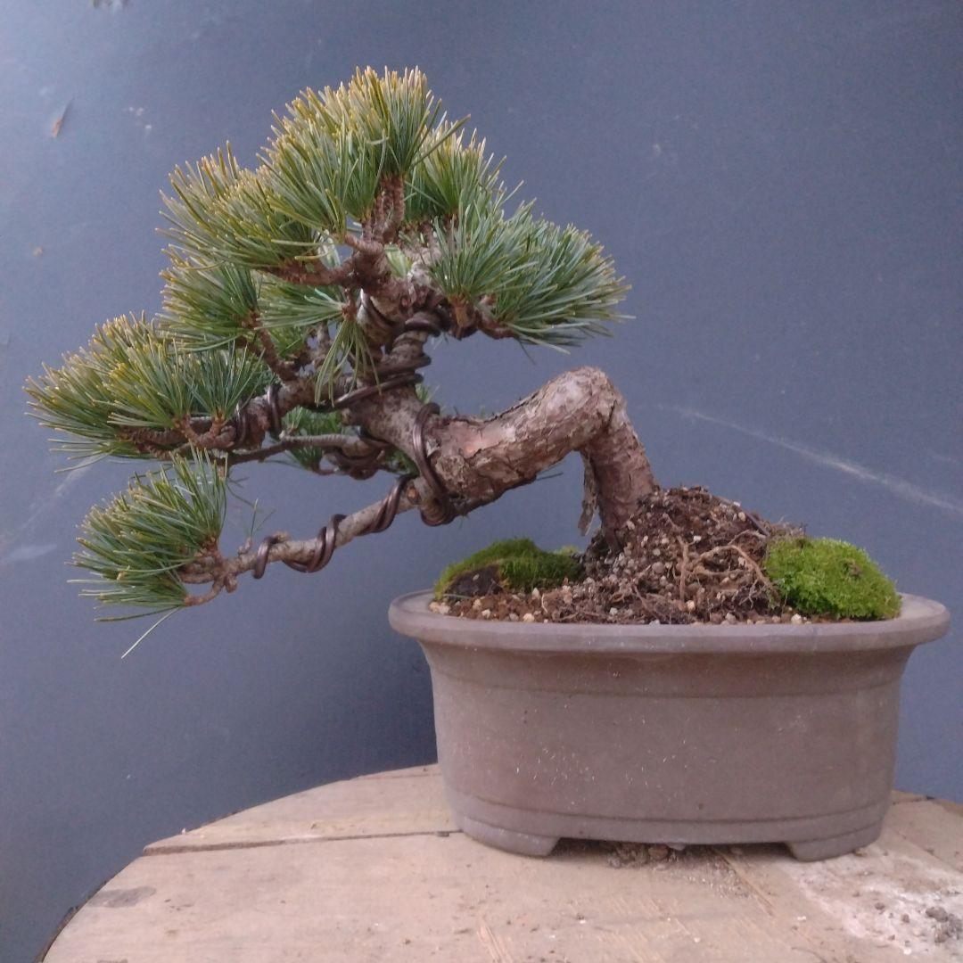 銀八房五葉松盆栽、半懸崖盆栽
