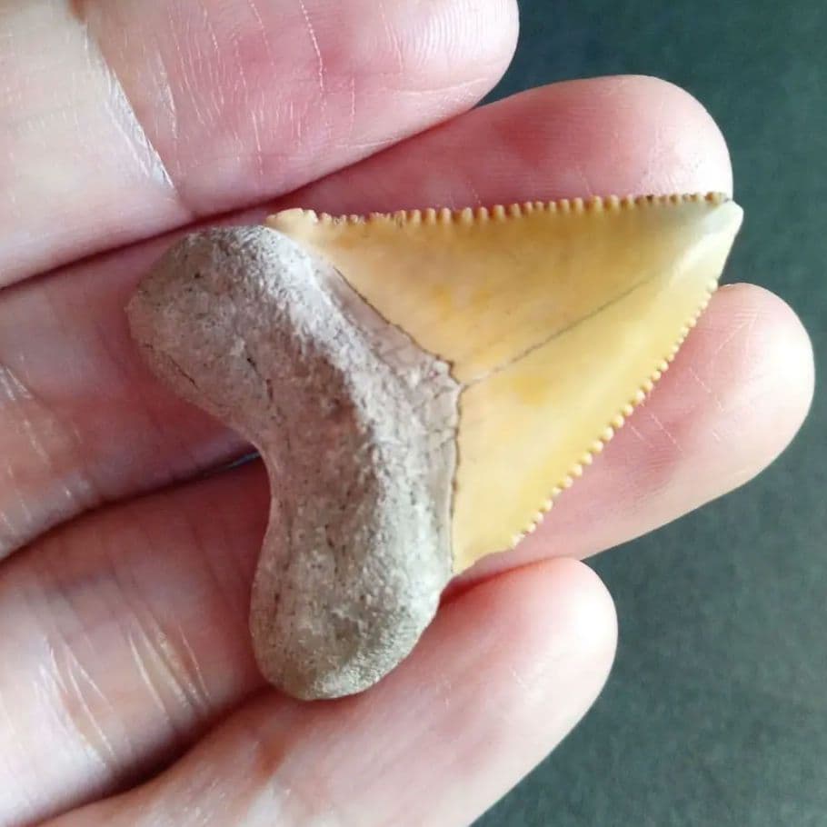 サメの歯化石　メガロドンの祖先種　希少種　カルカロクレス・チュブテンシス