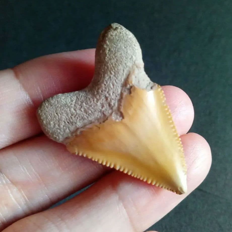 サメの歯化石　メガロドンの祖先種　希少種　カルカロクレス・チュブテンシス