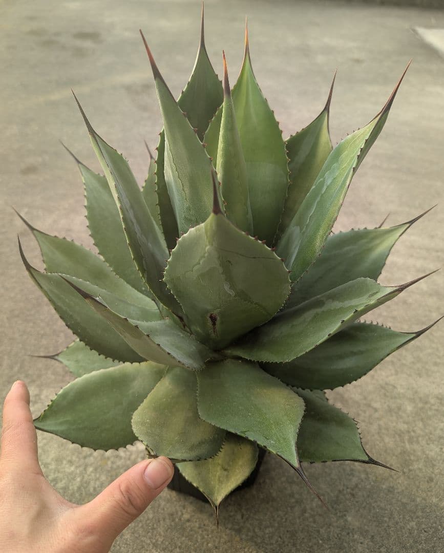 アガベ ☆サロモニー実生株 (旧マグニフィカ) ◎ツートンカラーに育つ将来有望株