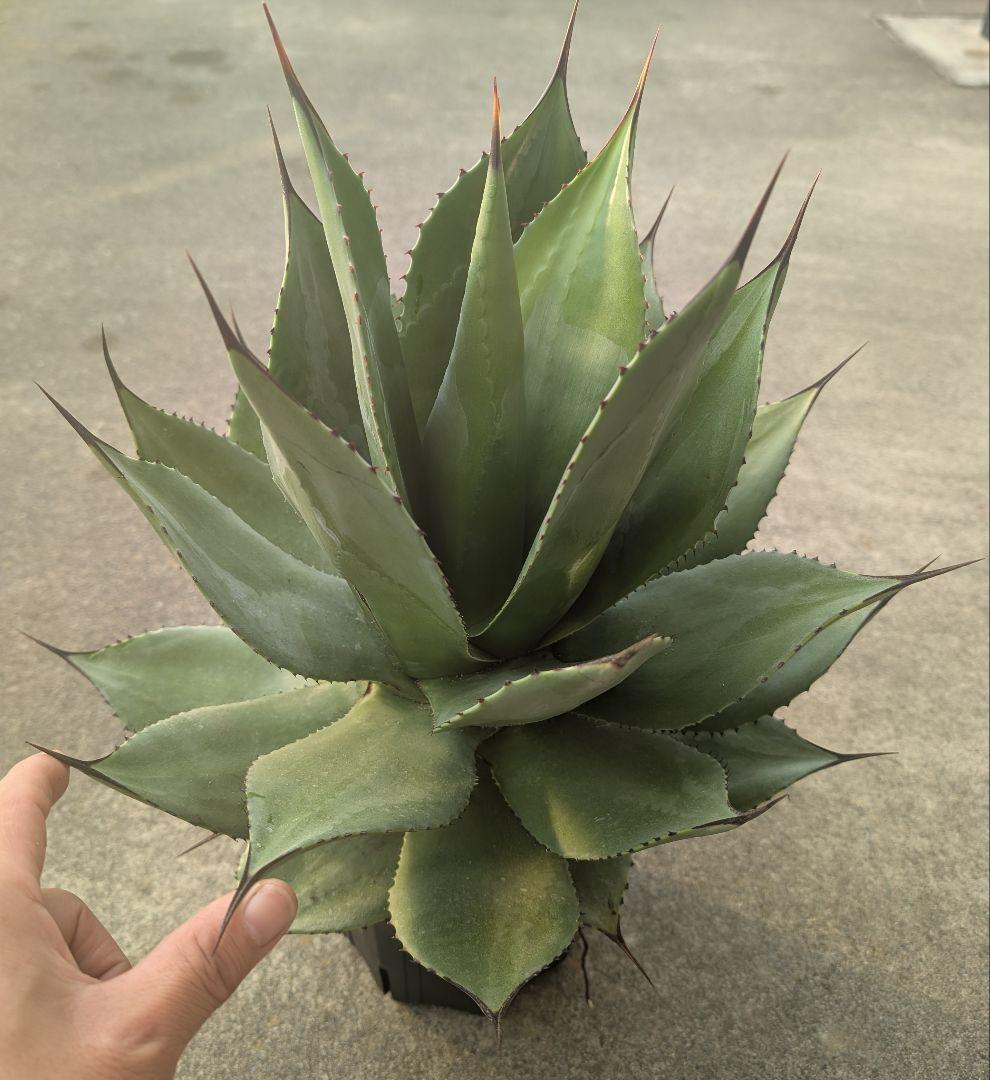 アガベ ☆サロモニー実生株 (旧マグニフィカ) ◎ツートンカラーに育つ将来有望株