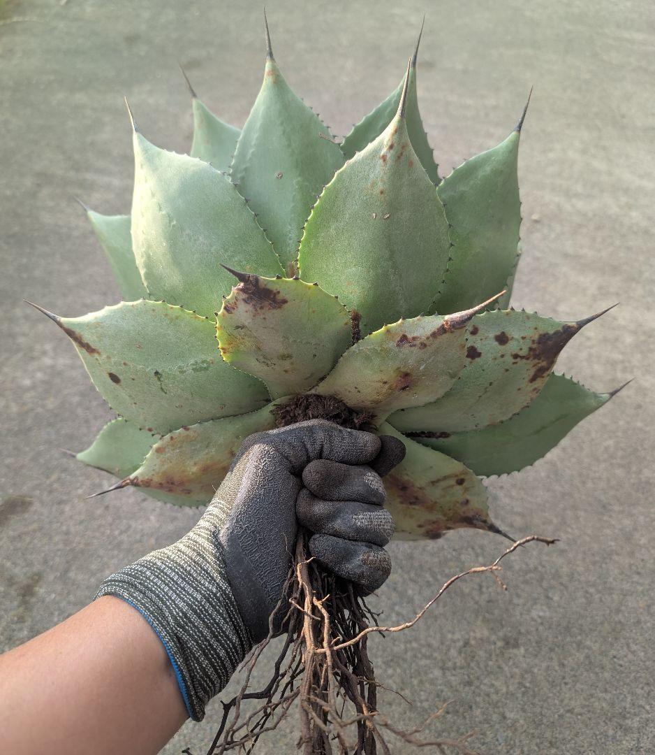 アガベ ☆サロモニー実生株 (旧マグニフィカ) ◎ツートンカラーに育つ将来有望株