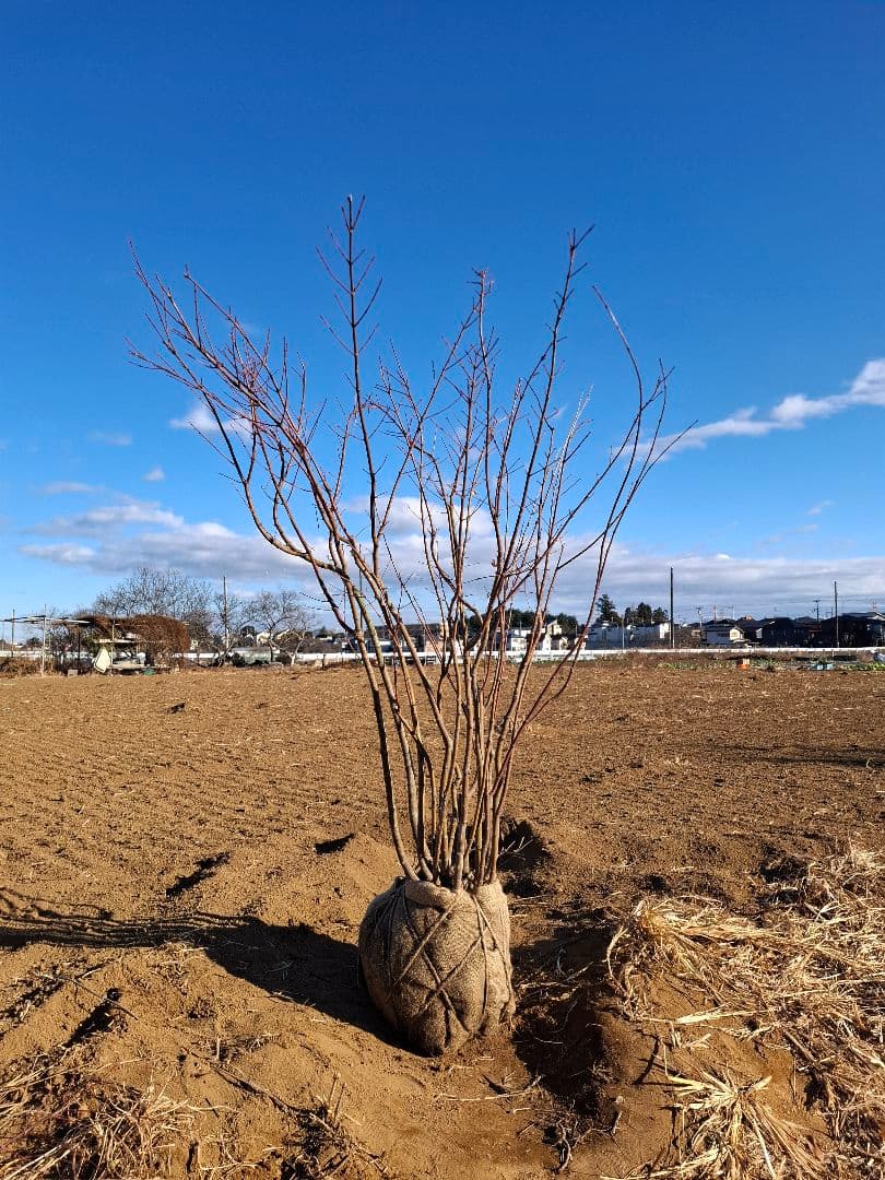 モミジ 株立ち ―― アオダモ アオハダ 雑木 ――