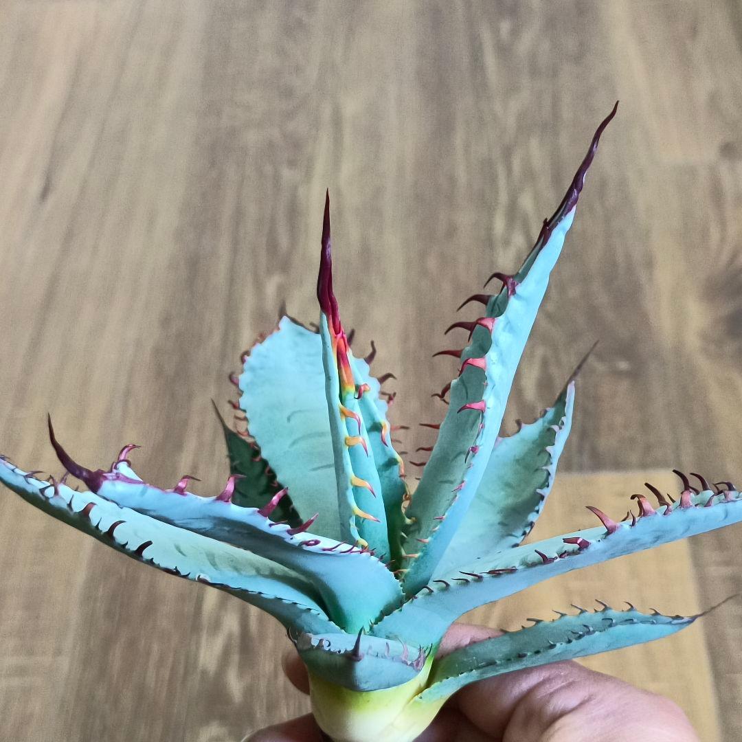 H*y様 A330 特選 アガベ チタノタ ハイブリッド 激怒甲蟹×屈原の舞扇