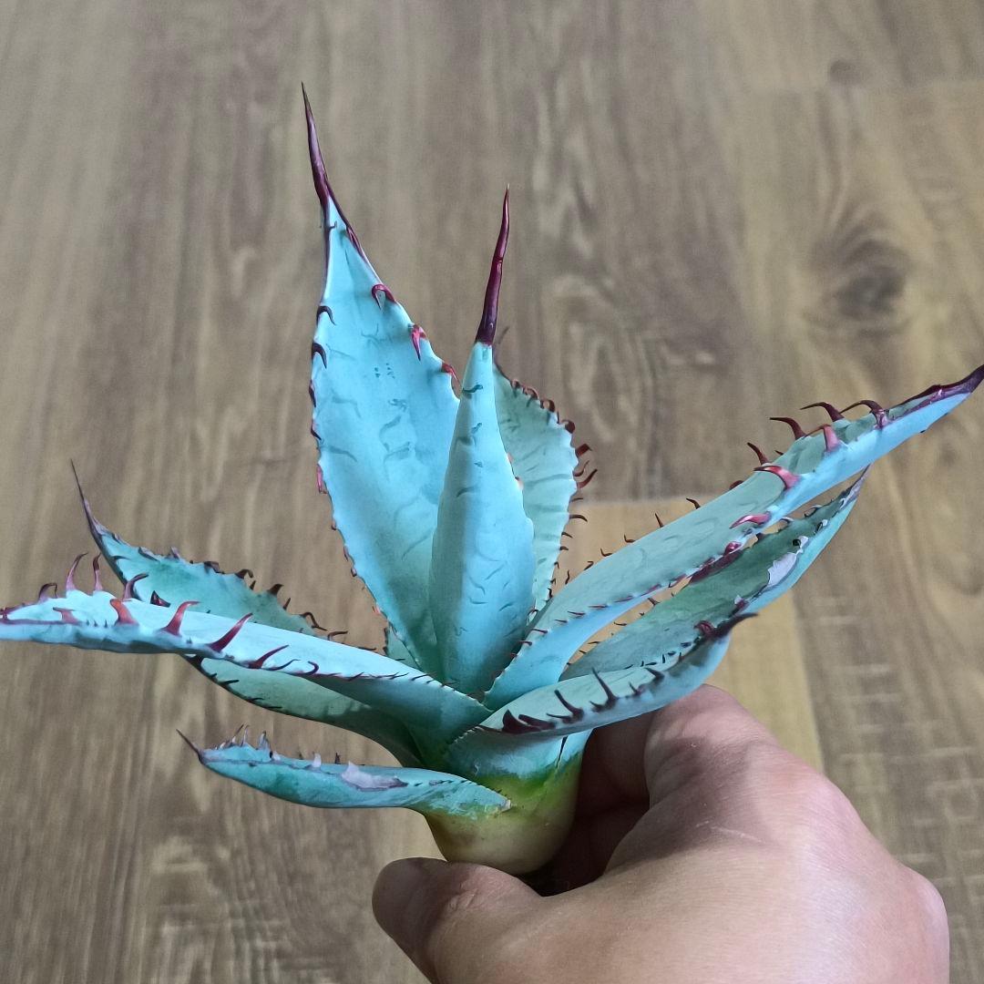 H*y様 A330 特選 アガベ チタノタ ハイブリッド 激怒甲蟹×屈原の舞扇