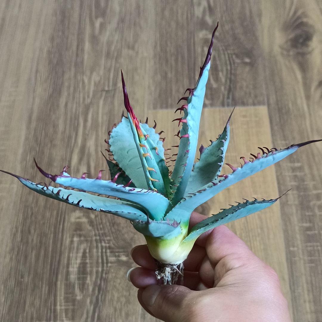 H*y様 A330 特選 アガベ チタノタ ハイブリッド 激怒甲蟹×屈原の舞扇