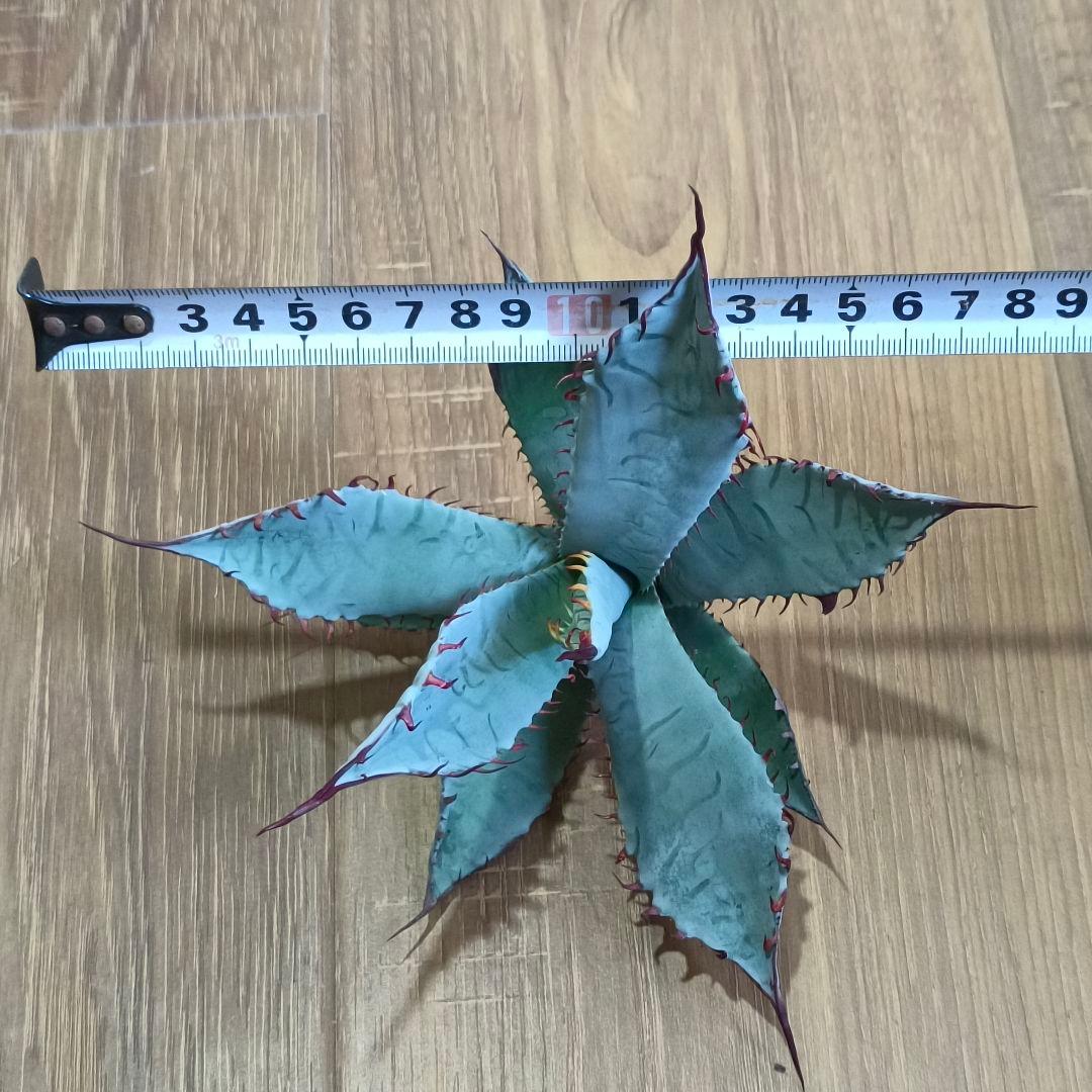 H*y様 A330 特選 アガベ チタノタ ハイブリッド 激怒甲蟹×屈原の舞扇