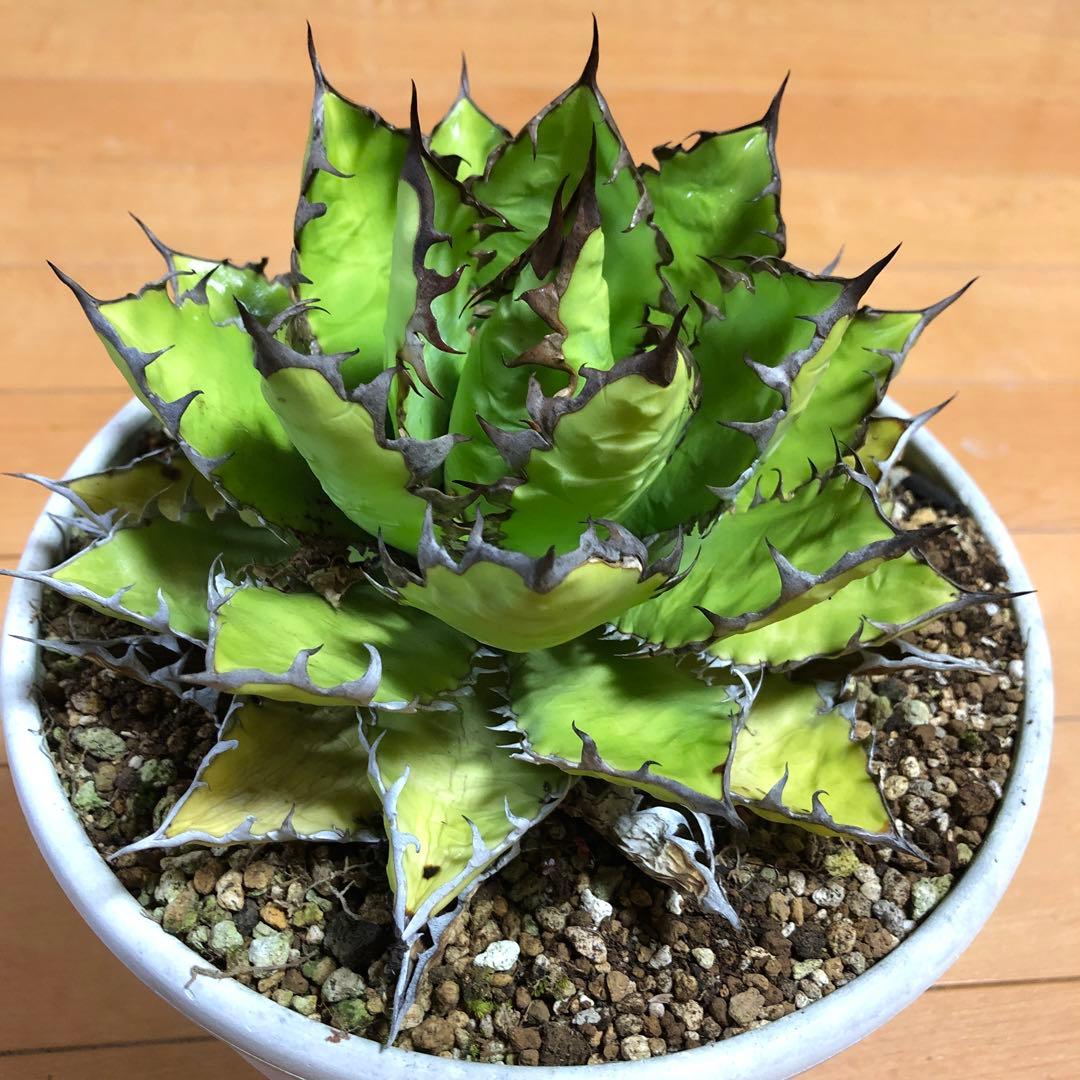 アガベ ホリダ19-20cm‼️子株二つ付き‼️おすすめ‼️