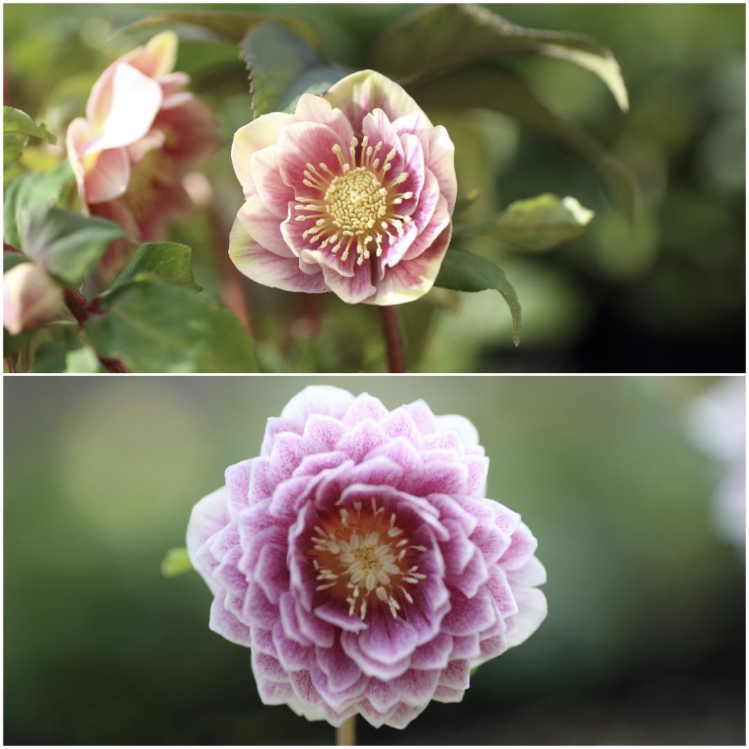 花菜「歳末セール」クリスマスローズ 小苗 SDホワイト×段咲ピンク