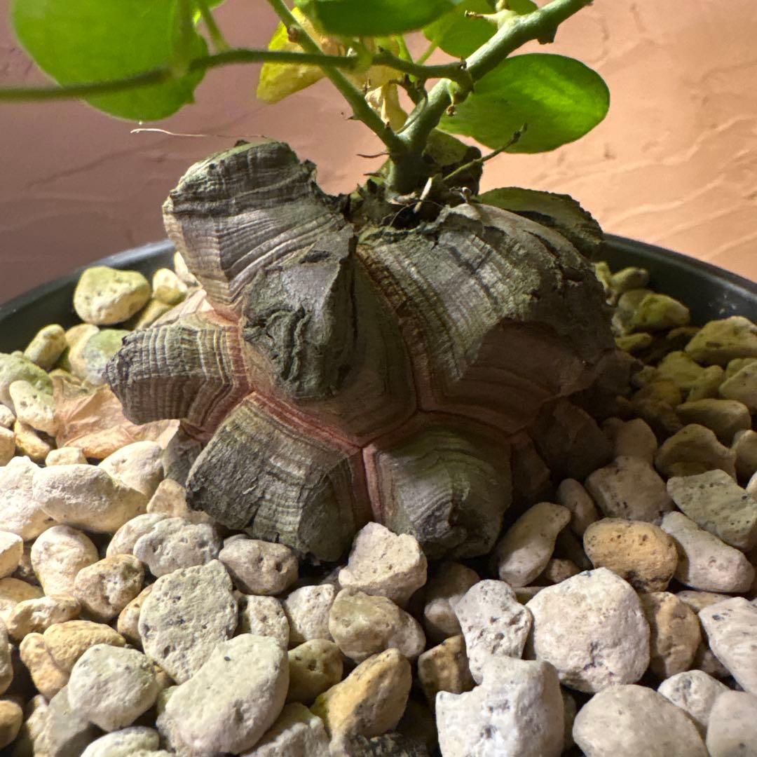 たく おまとめ4株 亀甲竜