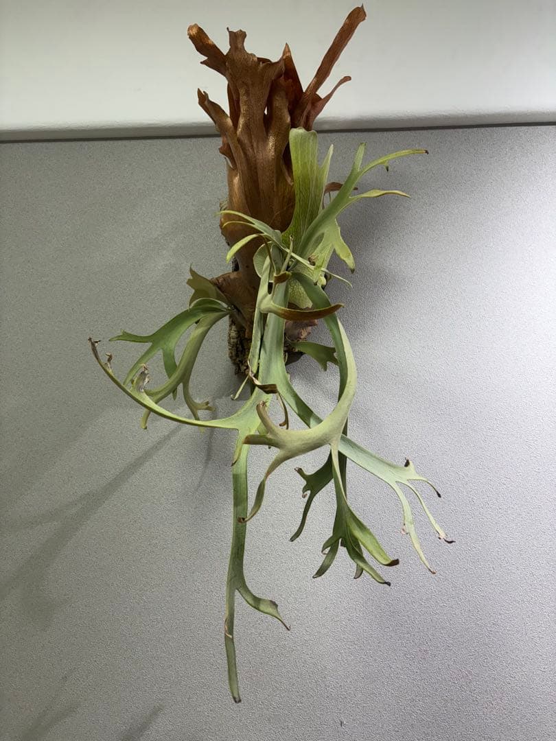 ビカクシダ イエロームーンスポア 親株