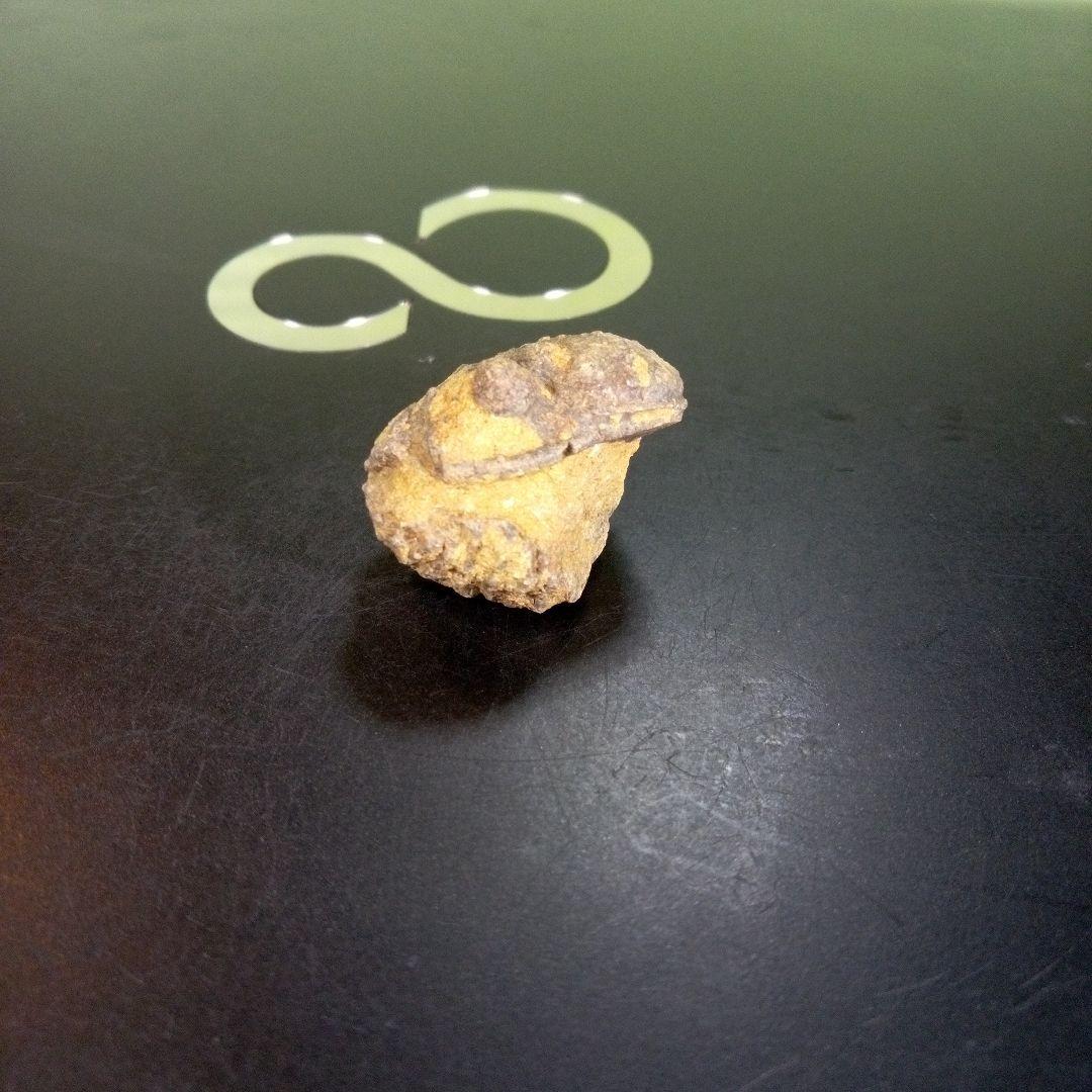 三葉虫　化石　fossil　ボリビア産　trilobite　Bolivia化石⑥