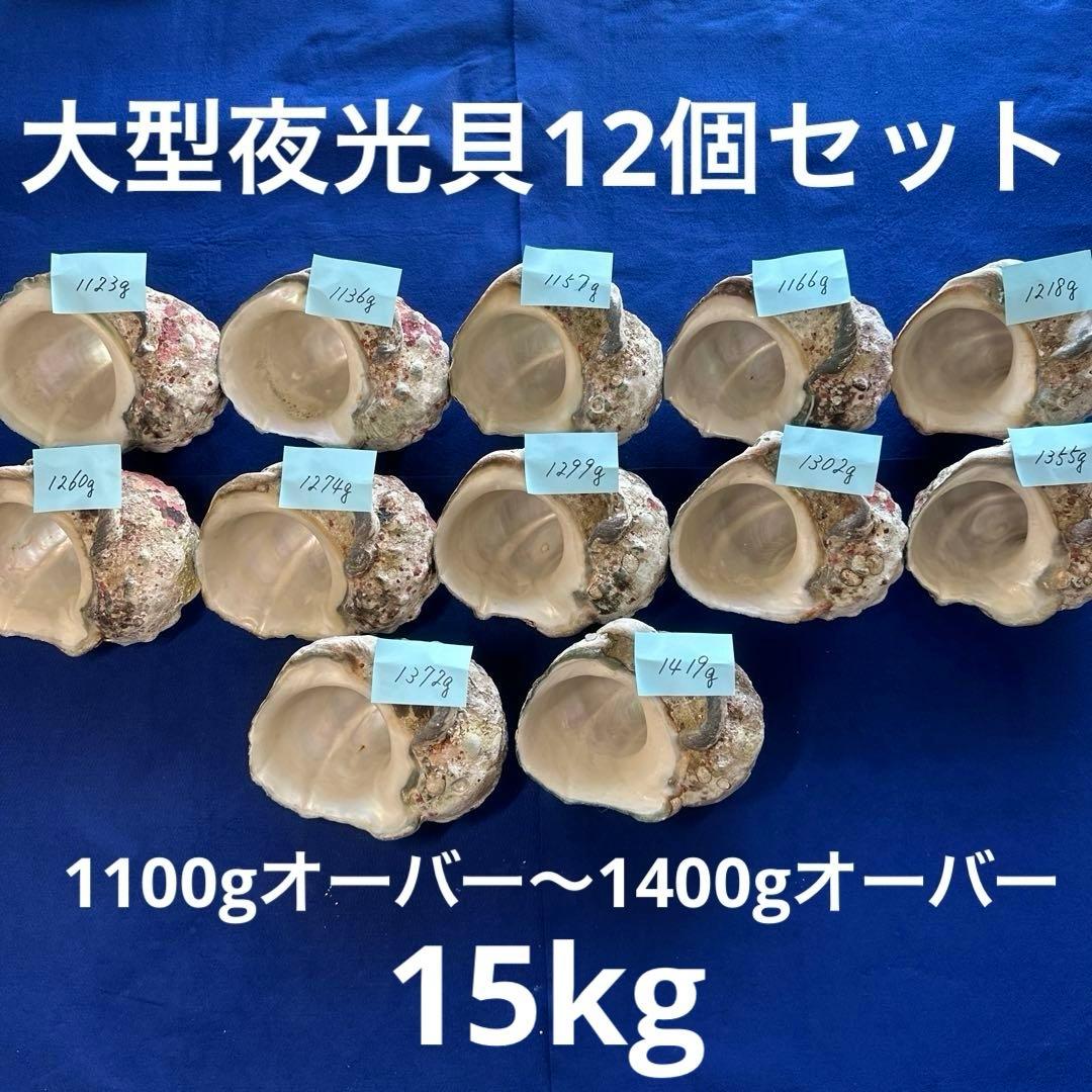 夜光貝　ヤコウ貝　まとめ売り　12個　15kg アクセサリー　ルアー