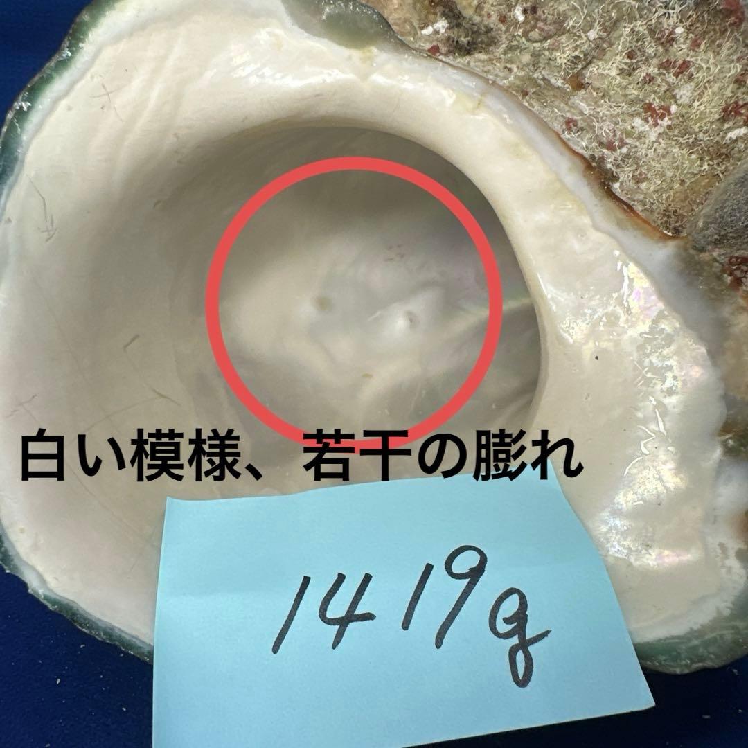 夜光貝　ヤコウ貝　まとめ売り　12個　15kg アクセサリー　ルアー