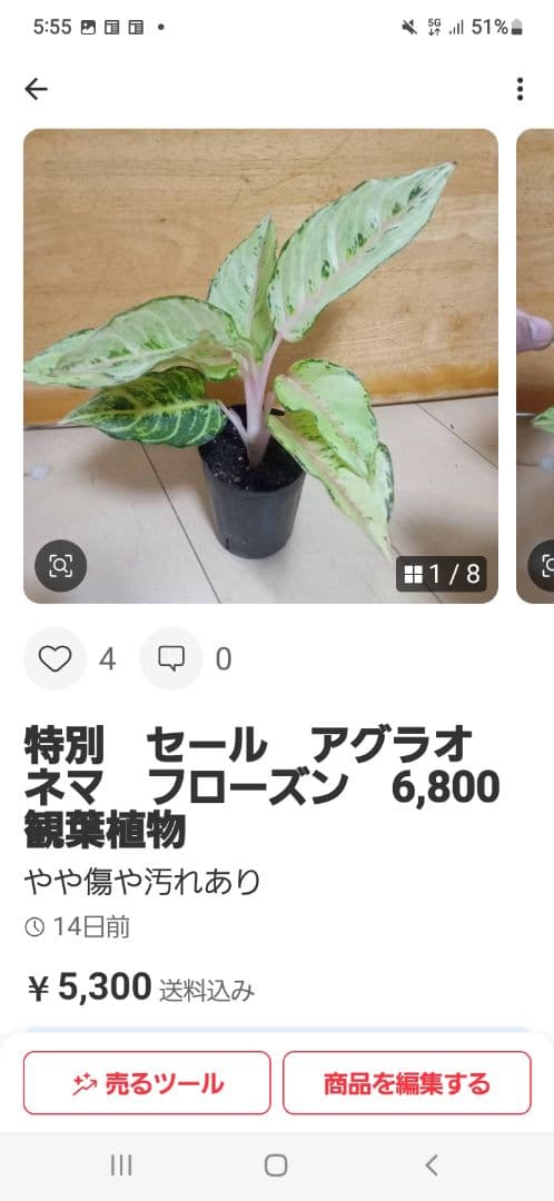 セール　アグラオネマ　エメラルド　ピンクローズ　観葉植物