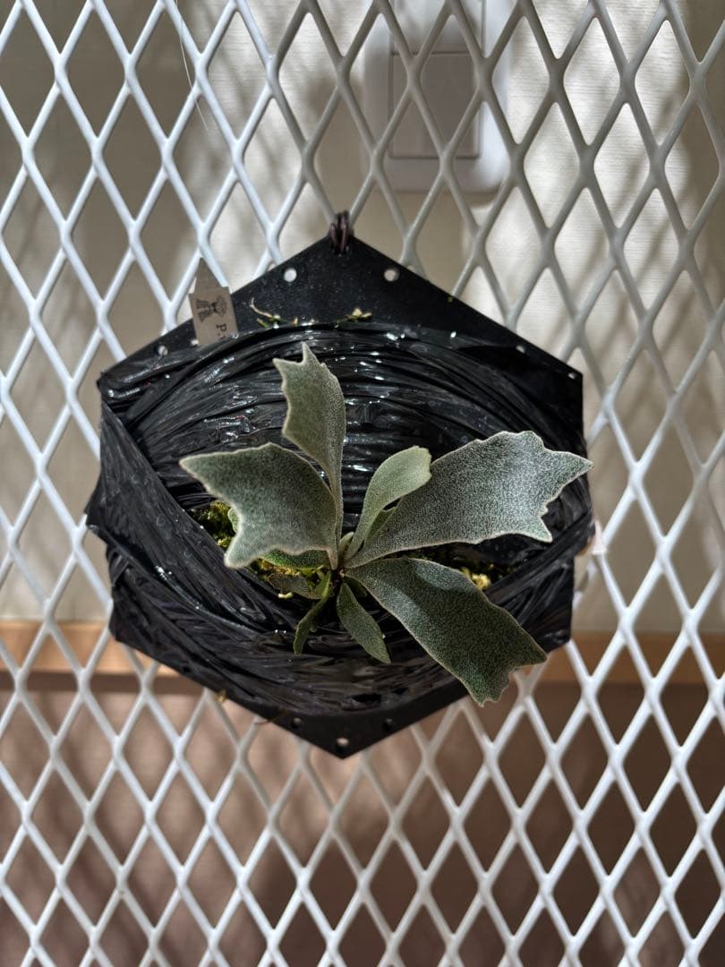 P.willinckii spur シュプール　オリジナルクローン