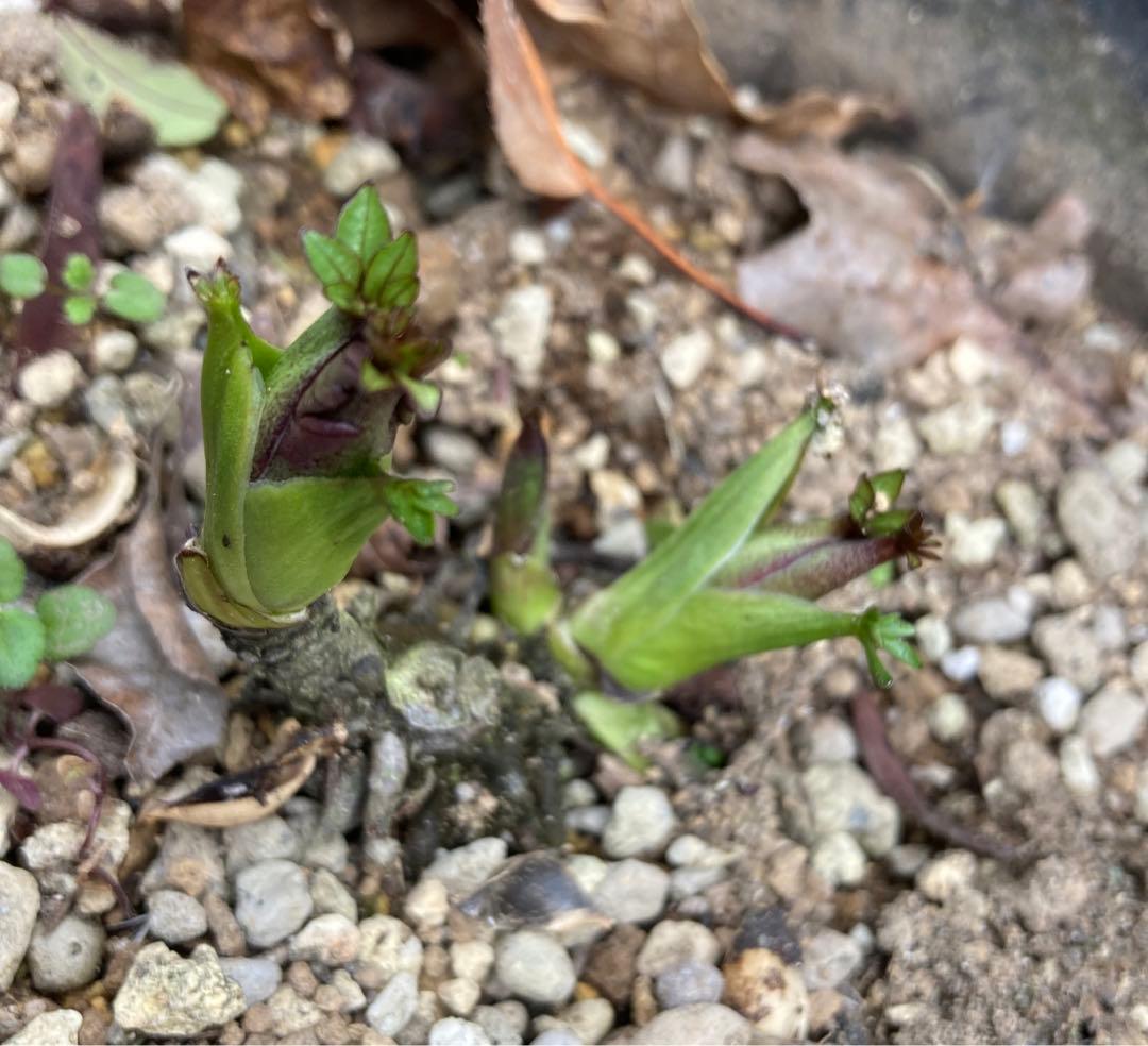 クリスマスローズ　株分け苗　抜き苗メルカリ便