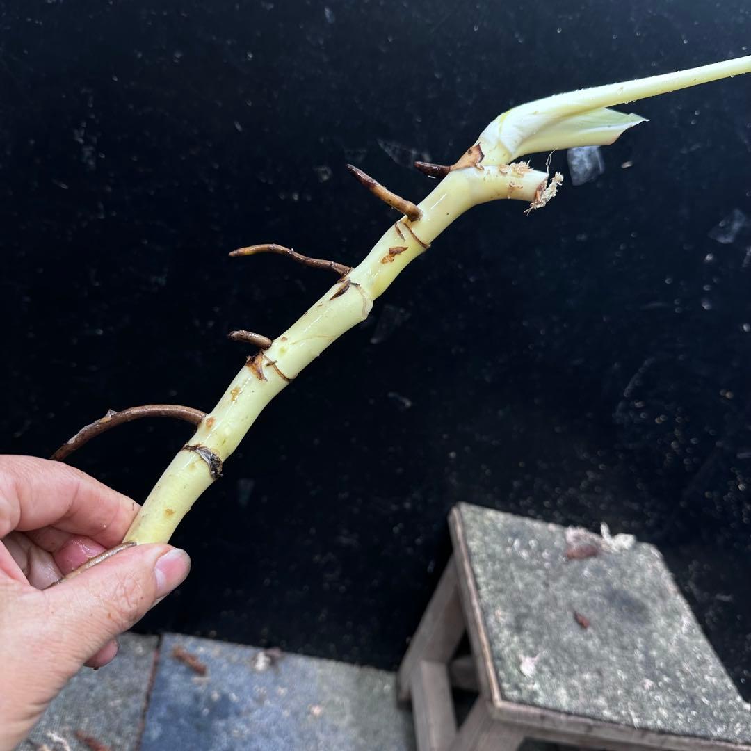 く*ま様 斑入りモンステラホワイトタイガー大茎7株おまとめ