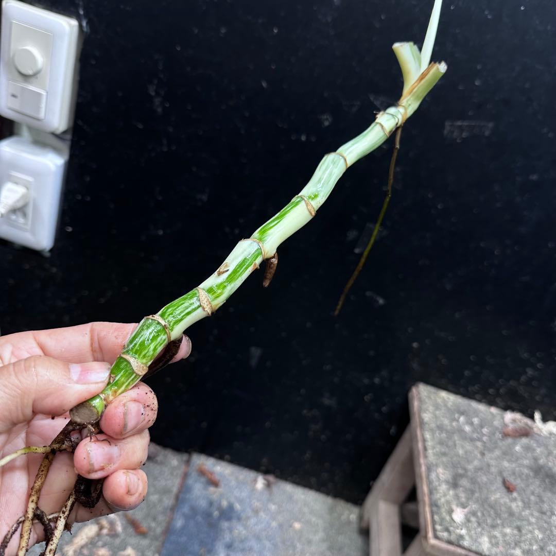 く*ま様 斑入りモンステラホワイトタイガー大茎7株おまとめ