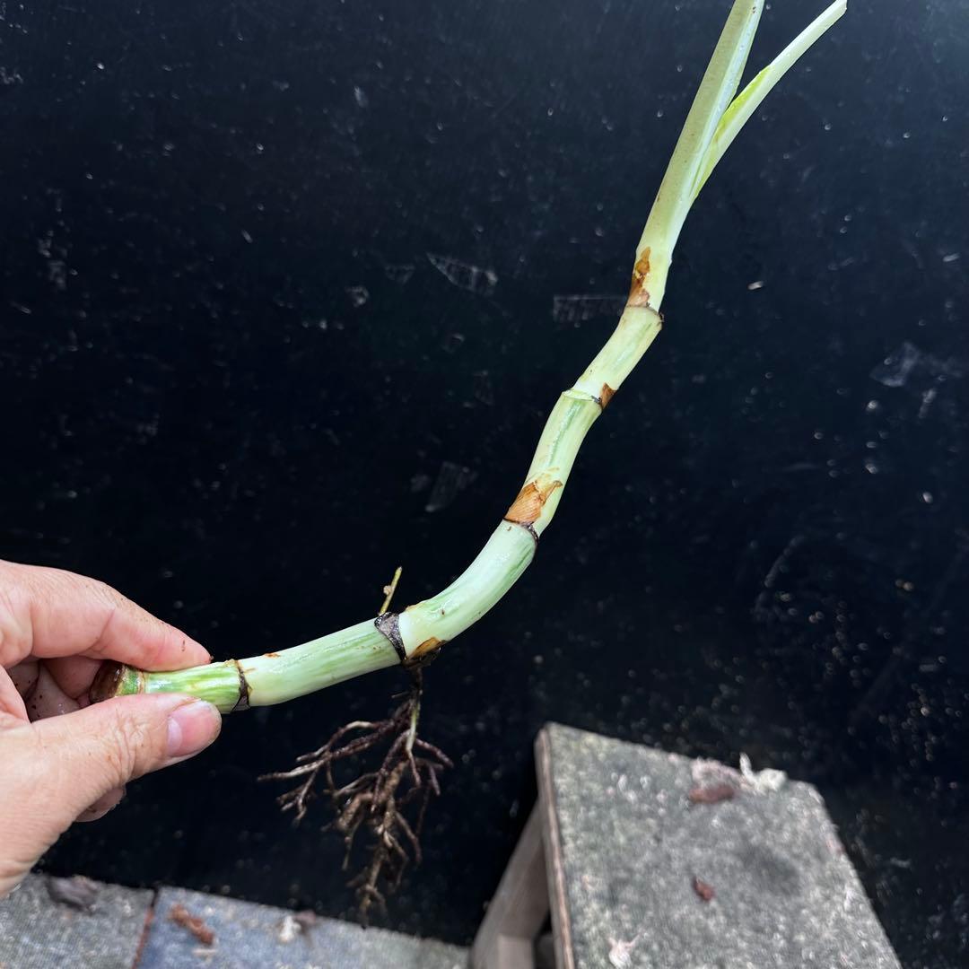 く*ま様 斑入りモンステラホワイトタイガー大茎7株おまとめ