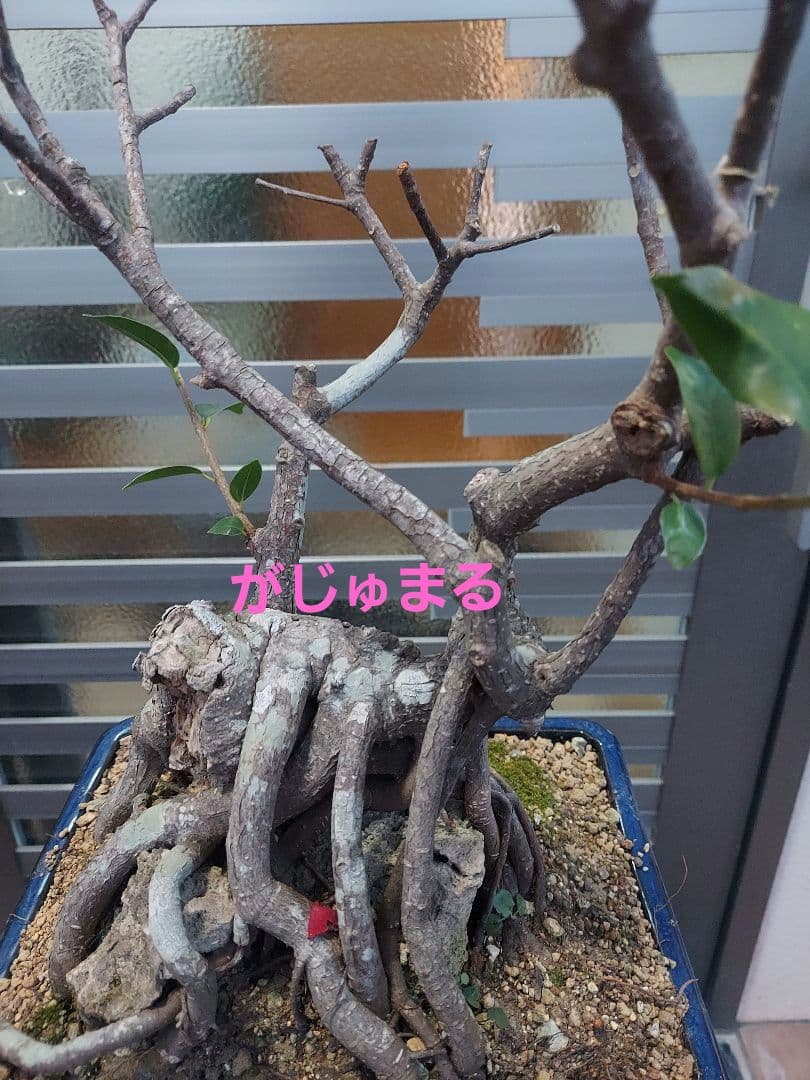 がじゅまる盆栽　盆栽育成中‼️
