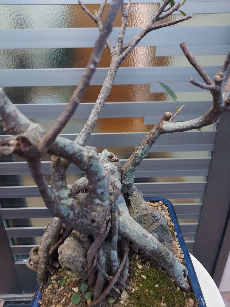 がじゅまる盆栽　盆栽育成中‼️